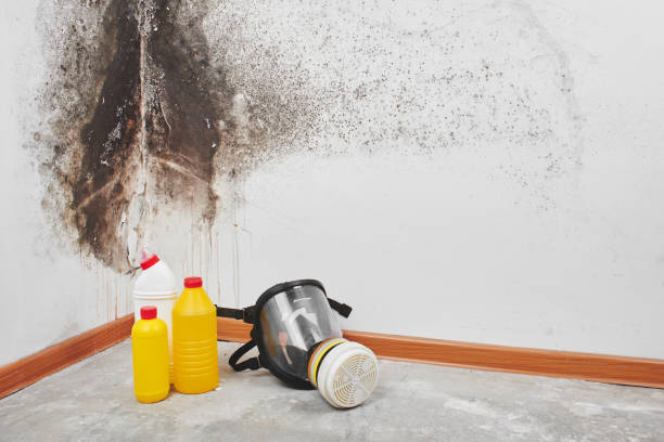 Best Attic Mold Remediation in Bohners Lake, WI