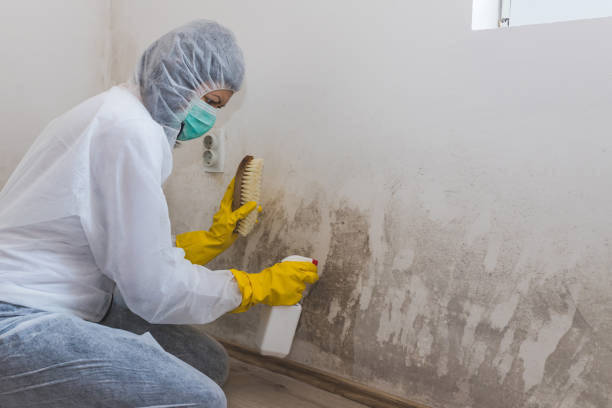 Best Crawl Space Mold Remediation in Bohners Lake, WI