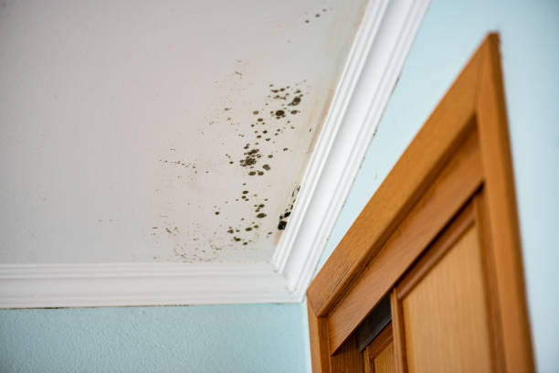 Best Industrial Mold Remediation in Bohners Lake, WI