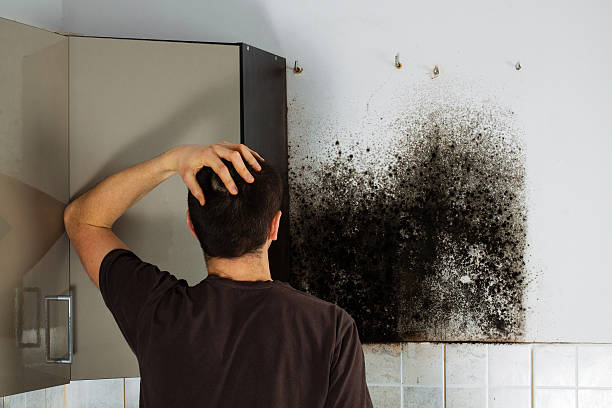 Best Black Mold Remediation in Bohners Lake, WI