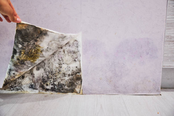 Best Kitchen Mold Remediation in Bohners Lake, WI